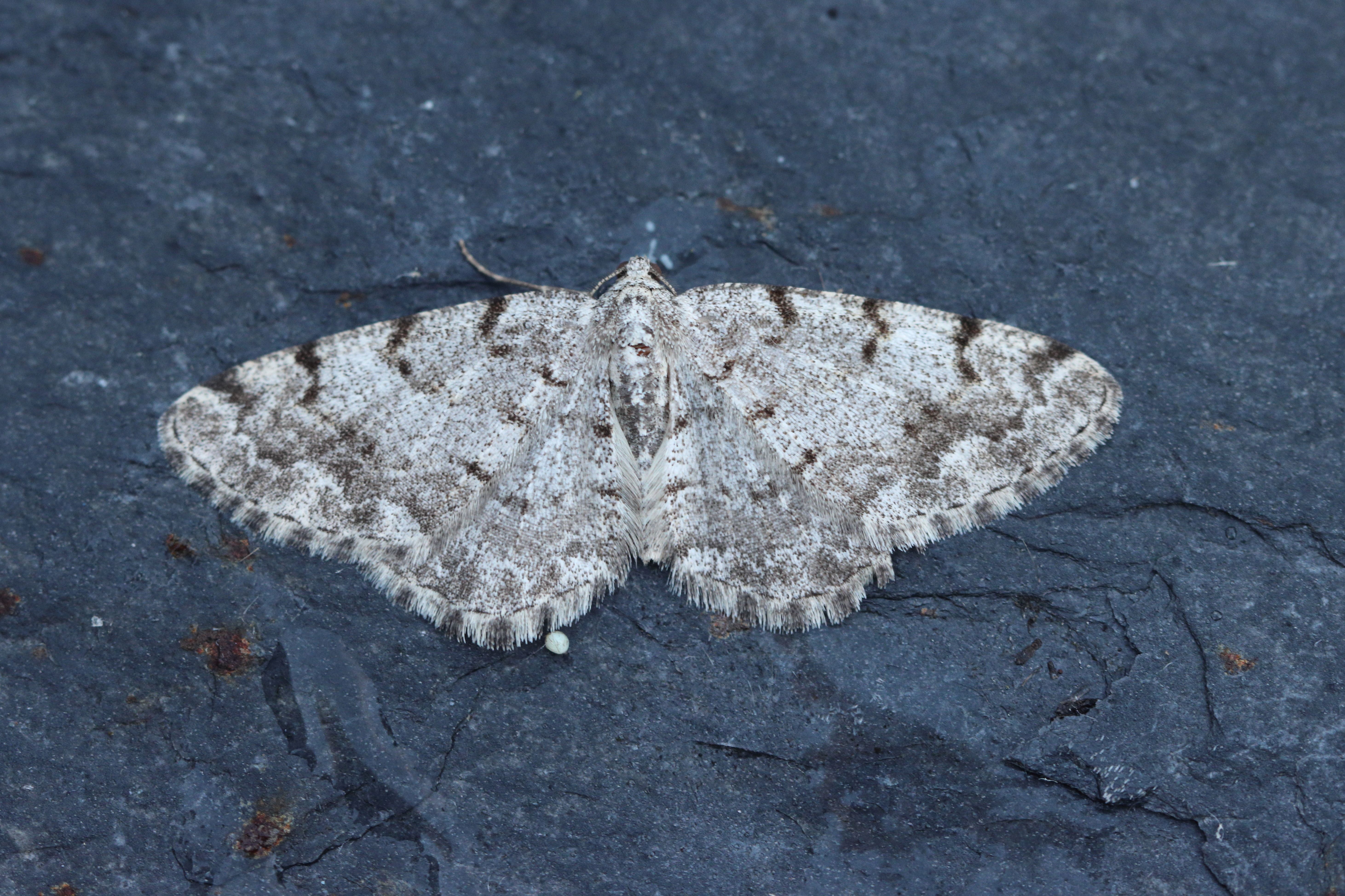 Photo of Grey Birch (Aethalura punctulata)